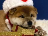 A Kalite Shiba İnu Anne Baba Japonya Dan Secereli