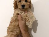 Poodle Yavrularımız