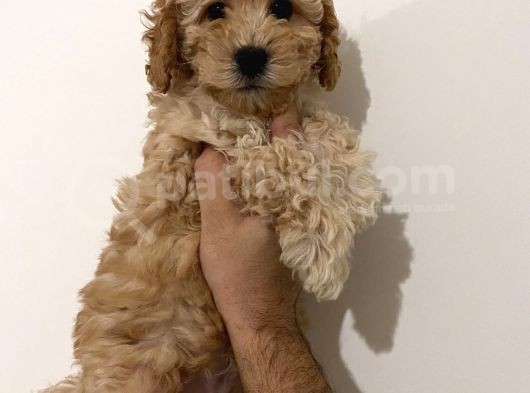 Poodle Yavrularımız görsel