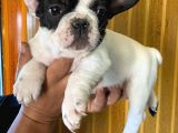 French Bulldog Yavrularımız Si̇zlerle