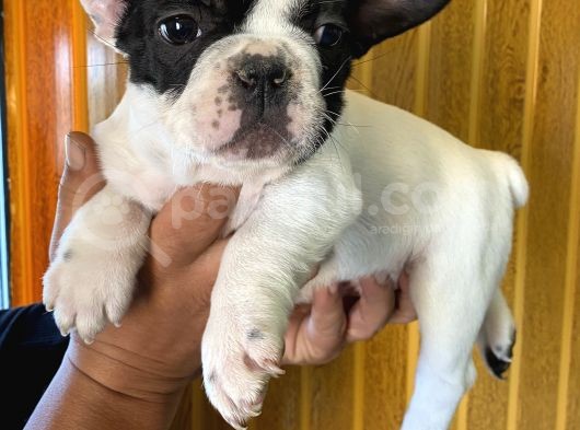 French Bulldog Yavrularımız Si̇zlerle görsel