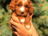 Orjinal Maltıpoo Güzelliği