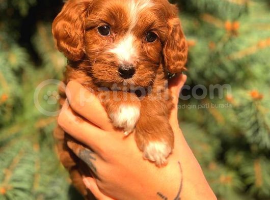 Orjinal Maltıpoo Güzelliği görsel
