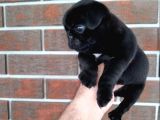 Parlak Tüy Yapili Si̇yah Pug Yavrulari
