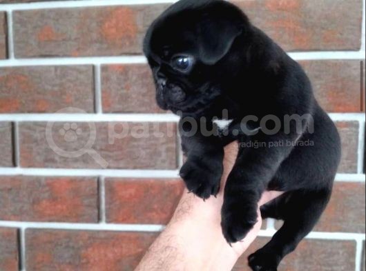 Parlak Tüy Yapili Si̇yah Pug Yavrulari görsel