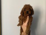 Ev Doğumlu Poodle Bebeklerimiz