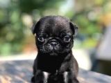 Üreti̇mden Si̇yah Pug Yavrulari