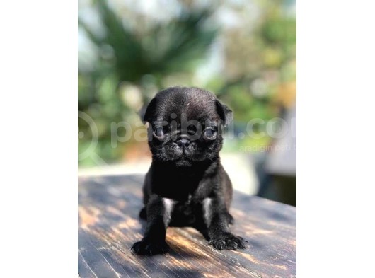 Üreti̇mden Si̇yah Pug Yavrulari görsel