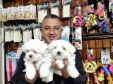Teacup Maltes Terrier Yavrularımız