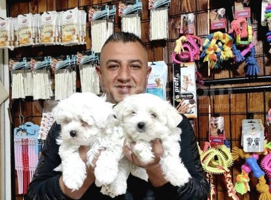 Teacup Maltes Terrier Yavrularımız görsel