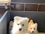 Kar Beyaz Samoyed Bebeklerimizi