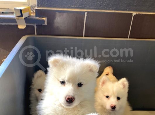 Kar Beyaz Samoyed Bebeklerimizi görsel