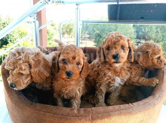 Sevi̇mli̇ Poodle Bebekler görsel