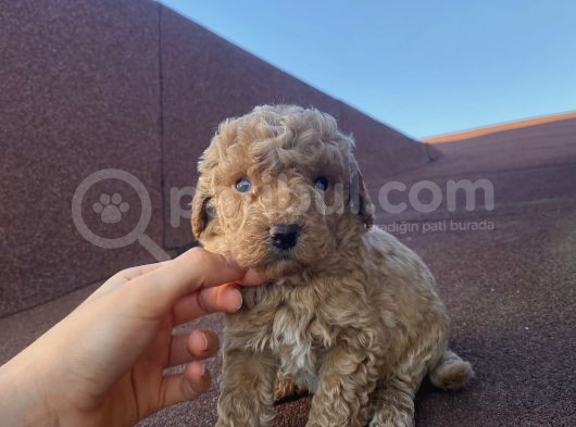 Ev Doğumlu Poodle Bebeklerimiz görsel