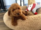 Minyatür Ve Medium Poodle Yavrularımız