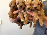 Poodle Bebeklerr