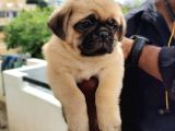 A Kali̇te Asik Surat Pug Mops Yavrulari
