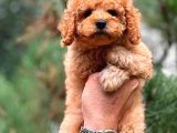 Fawn Toy Poodle