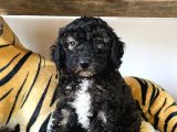 Özel Renkler De Poodle Yavruları