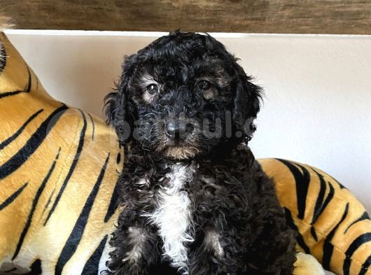 Özel Renkler De Poodle Yavruları görsel