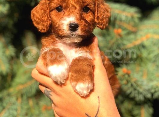 Partycolor Maltıpoo görsel