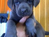 Blue Cane Corso Yavrularımız