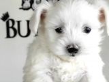 Teacup Maltes Terrier Yavrularımız