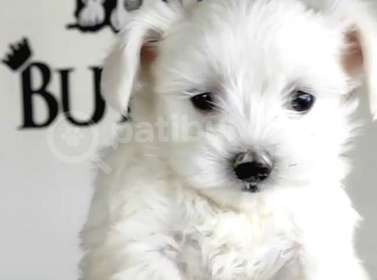 Teacup Maltes Terrier Yavrularımız görsel