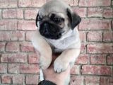 A Kali̇te Asik Surat Pug Mops Yavrulari