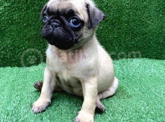 Üreti̇mden Safkan Pug Mops Yavrulari görsel