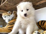 Kar Beyaz Samoyed Bebeklerimizi