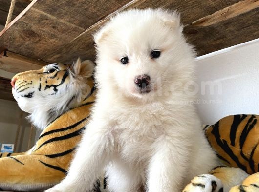 Kar Beyaz Samoyed Bebeklerimizi görsel