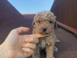 Aşılı Pasaportlu Poodle Bebekler
