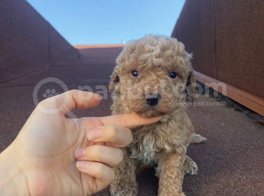 Aşılı Pasaportlu Poodle Bebekler görsel