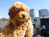 Dünyalar Tatlisi Poodle Yavrulari