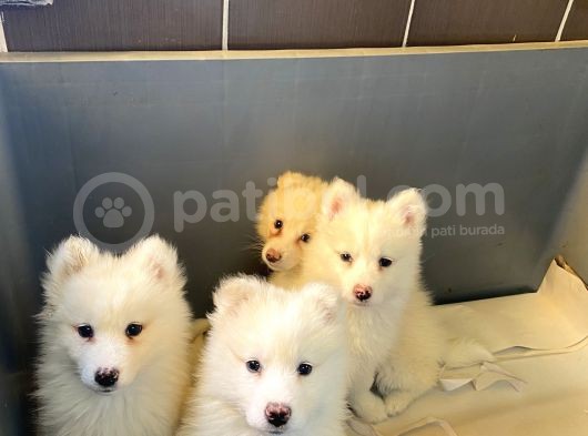 Kar Beyaz Samoyed Bebeklerimizi görsel