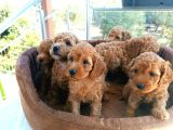 Sevi̇mli̇ Poodle Bebekler