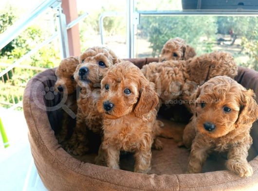 Sevi̇mli̇ Poodle Bebekler görsel