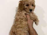 Poodle Yavrularımız