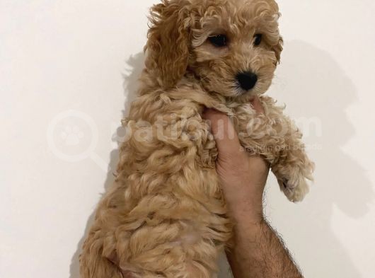 Poodle Yavrularımız görsel