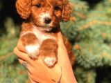 Partycolor Maltıpoo