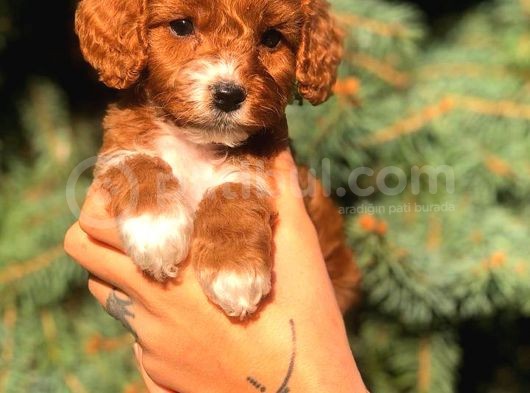 Partycolor Maltıpoo görsel