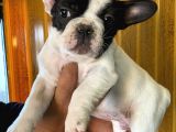 French Bulldog Yavrularımız Si̇zlerle