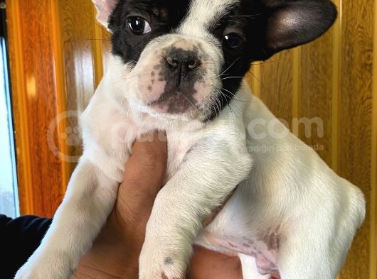 French Bulldog Yavrularımız Si̇zlerle görsel