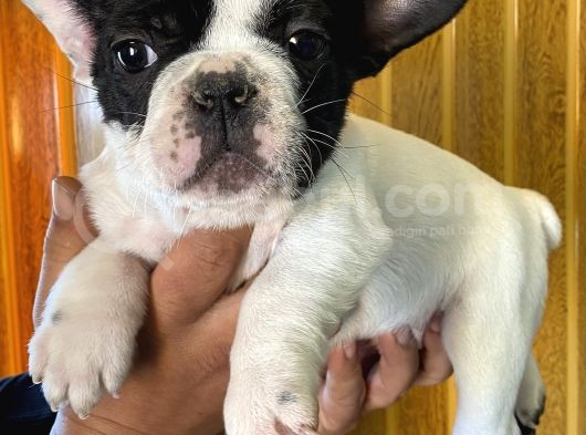 French Bulldog Yavrularımız Si̇zlerle