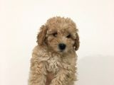 Poodle Yavrularımız