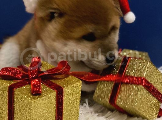A Kalite Shiba İnu Anne Baba Japonya Dan Secereli görsel