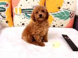 Sevi̇mli̇ Poodle Bebekler