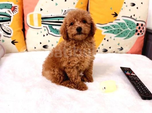 Sevi̇mli̇ Poodle Bebekler
