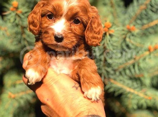 Orjinal Maltıpoo Güzelliği